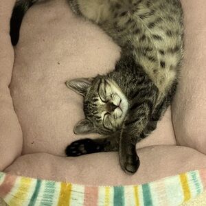 Meet your Posher, Deanna